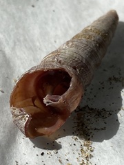 Turritellinella tricarinata