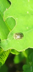 Cassida nebulosa