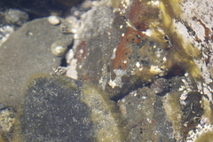 Palaemon pacificus