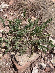 Astragalus exscapus
