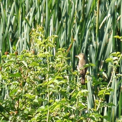 Hippolais polyglotta