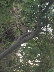 Streptopelia senegalensis