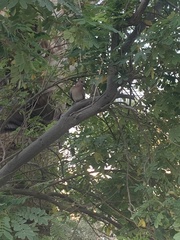 Streptopelia senegalensis
