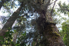 Lagarostrobos franklinii