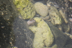 Calcinus laevimanus