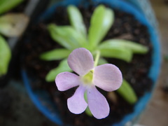 Lentibulariaceae