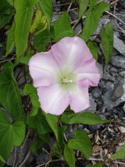 Calystegia sepium roseata