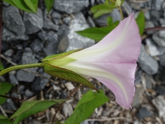 Calystegia sepium roseata