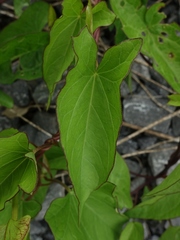 Calystegia sepium roseata