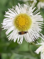 Chrysoclista linneella