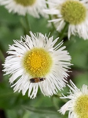 Chrysoclista linneella