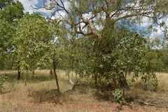 Terminalia aridicola