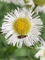 Chrysoclista linneella