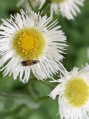 Chrysoclista linneella