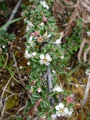 Cotoneaster integrifolius