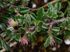Cotoneaster integrifolius