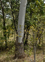 Corymbia confertiflora