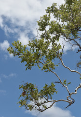Corymbia confertiflora