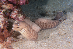 Gymnothorax nubilus