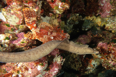 Gymnothorax nubilus
