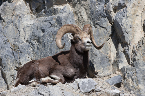 Thinhorn Sheep
