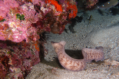 Gymnothorax nubilus