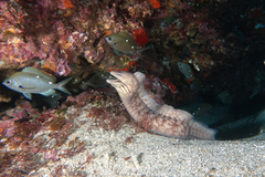 Gymnothorax nubilus