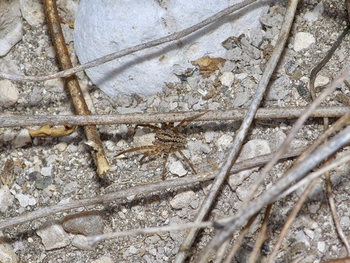 Leptoctenus byrrhus photo 3