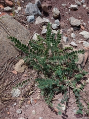 Astragalus exscapus