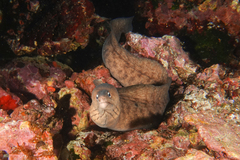 Gymnothorax nubilus