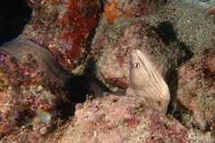 Gymnothorax nubilus