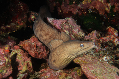 Gymnothorax nubilus