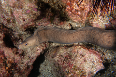 Gymnothorax nubilus