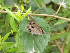 Ypthima multistriata