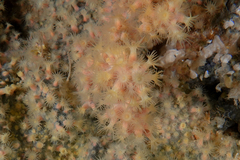 Zoantharia