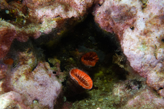 Monomyces rubrum