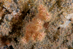 Zoantharia