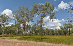 Corymbia erythrophloia
