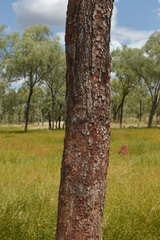 Corymbia erythrophloia