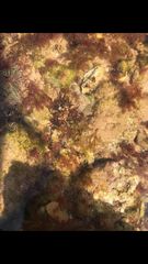 Cladostephus spongiosus