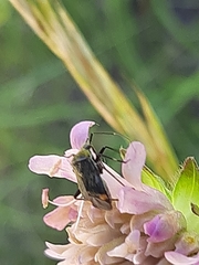 Closterotomus cinctipes