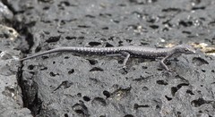 Cryptoblepharus ater