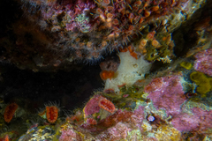 Pseudodistoma novaezelandiae