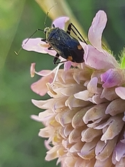 Closterotomus cinctipes