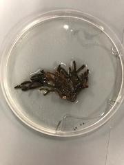 Cladostephus spongiosus