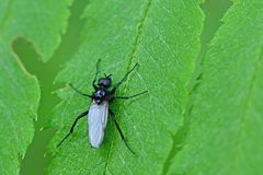 Bibio leucopterus