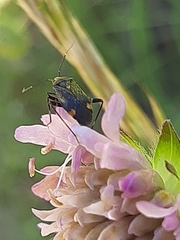 Closterotomus cinctipes