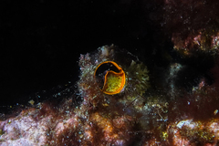 Thylacodes zelandicus