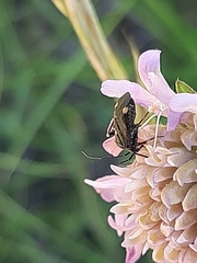 Closterotomus cinctipes