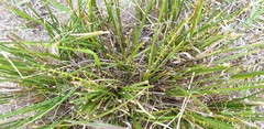 Lomandra effusa